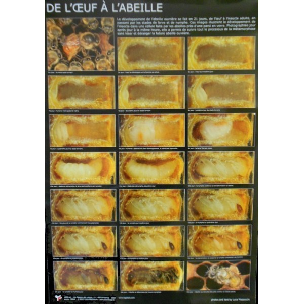 Poster : De l'oeuf à l'abeille