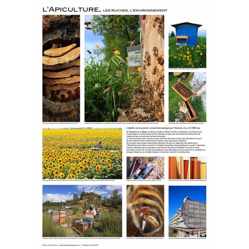 L'apiculture - Poster d'Eric Tourneret