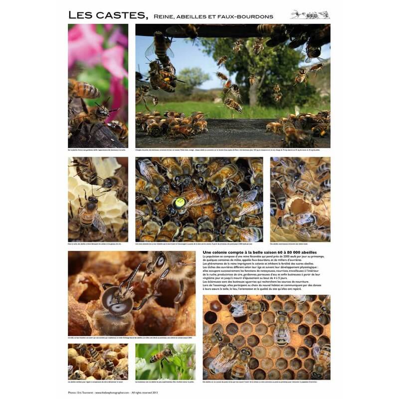 Les castes - Poster d'Eric Tourneret