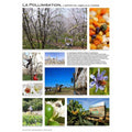 La pollinisation - Poster d'Eric TOURNERET