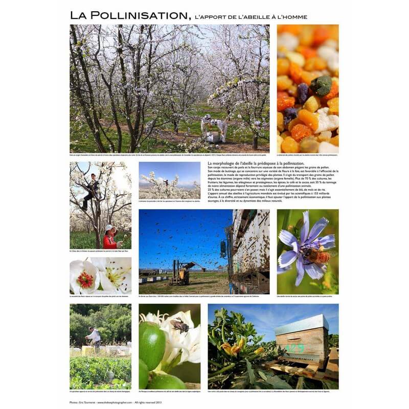 La pollinisation - Poster d'Eric TOURNERET