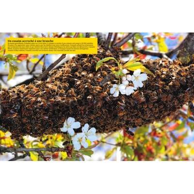 Ruche pédagogique d'Eric Tourneret