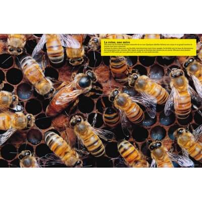 Ruche pédagogique d'Eric Tourneret