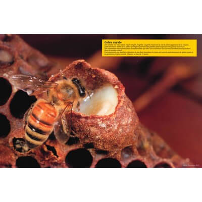 Ruche pédagogique d'Eric Tourneret