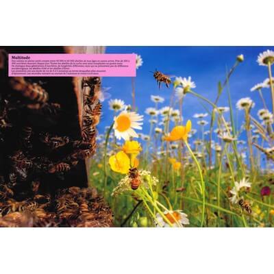 Ruche pédagogique d'Eric Tourneret