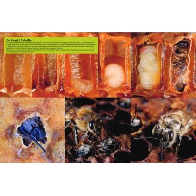 Ruche pédagogique d'Eric Tourneret