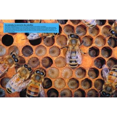 Ruche pédagogique d'Eric Tourneret