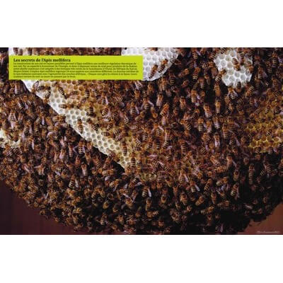 Ruche pédagogique d'Eric Tourneret