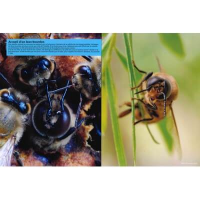 Ruche pédagogique d'Eric Tourneret