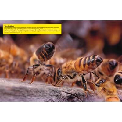 Ruche pédagogique d'Eric Tourneret