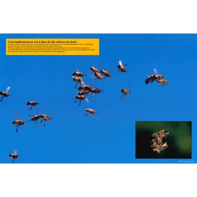 Ruche pédagogique d'Eric Tourneret