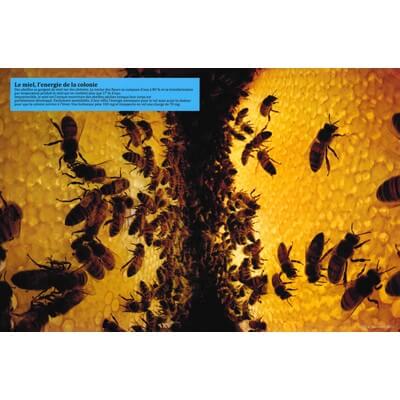 Ruche pédagogique d'Eric Tourneret