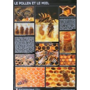 Poster : Le pollen et le miel