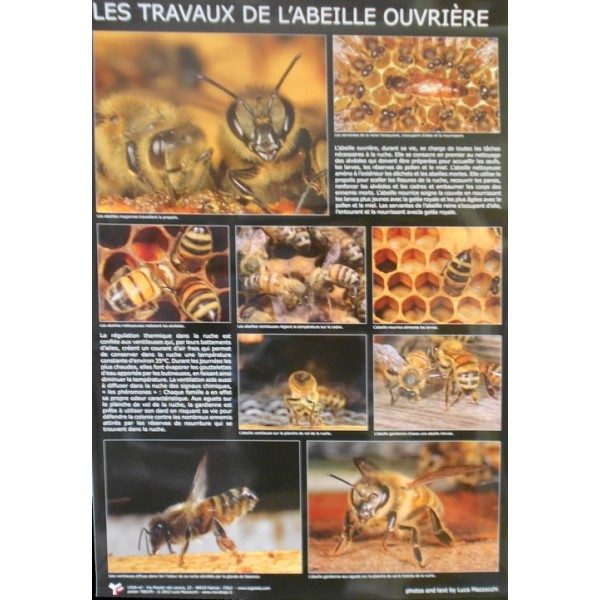 Poster : Les travaux de l'abeille ouvrière